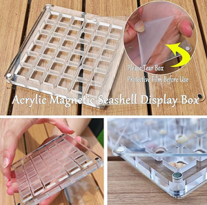 Acrylic Seashell Beach Display Box