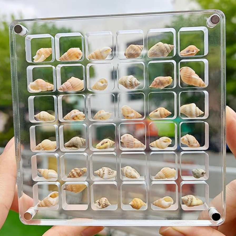 Acrylic Seashell Beach Display Box – Frill Seekers Gifts