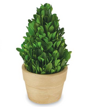 Small Boxwood Topiary