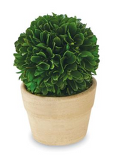 Small Boxwood Topiary