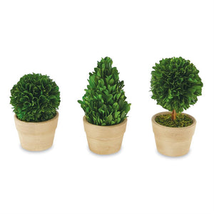Small Boxwood Topiary
